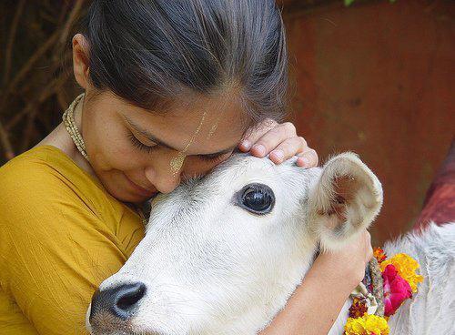 cow worship
