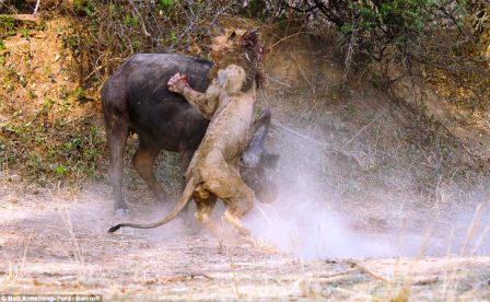 buffalo_and_line_war,,