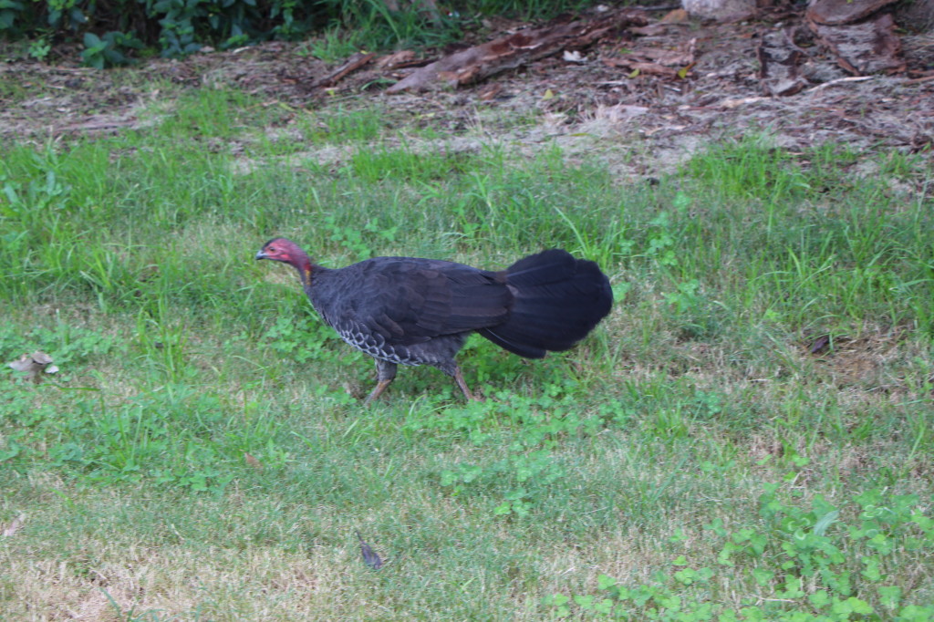 IMG_0331