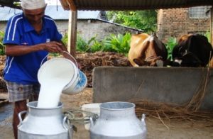milk-production