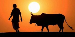 cow-1-e1452921119461