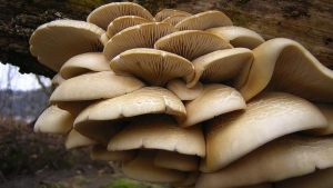 mushrooms