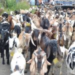 यो वर्षको दसैंमा खसीबोकाको मूल्यवृद्धि हुने