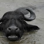 रामेछापमा राँगो अातंक साम्य पार्न गोली चलाइयो