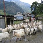 दसैंका लागि ६६ करोडको खसीबोका उपत्यकामा भित्रिदैं