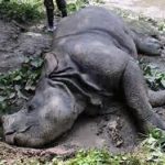 दलदलमा फसेको गैँडा मर्‍यो