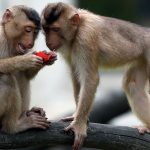 पशुपतिको बाँदरले गरे म्याग्दीमा उत्पात