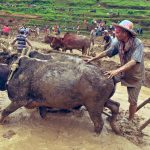 गोरु जोत्दै गरेको अवस्थामा भेटिए पूर्वप्रधानमन्त्री डा. बाबुराम भट्टराई (फोटोफिचर)