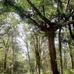 खुम्चिँदै चारकोसे, मोरङ-सुनसरीमा ११ हजार हेक्टर घट्यो