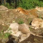 गौहत्या प्रकरणमा गृह मन्त्रालयले छानविन थाल्यो , चार सदस्यीय समिति गठन