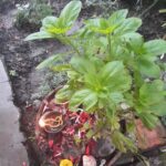 तुलसीको दल राखियो घर घरको मठमा
