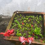 ‘हरिशयनी एकादशी’, नगर्नुस् यस्ता काम