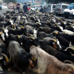 च्याङ्ग्राको माग पनि उच्च , मूल्य पनि उच्च