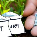 पश्चिम तराईका जिल्लामा रासायनिक मलको चरम अभाव, किसानले गहुँ छर्न पाएनन्